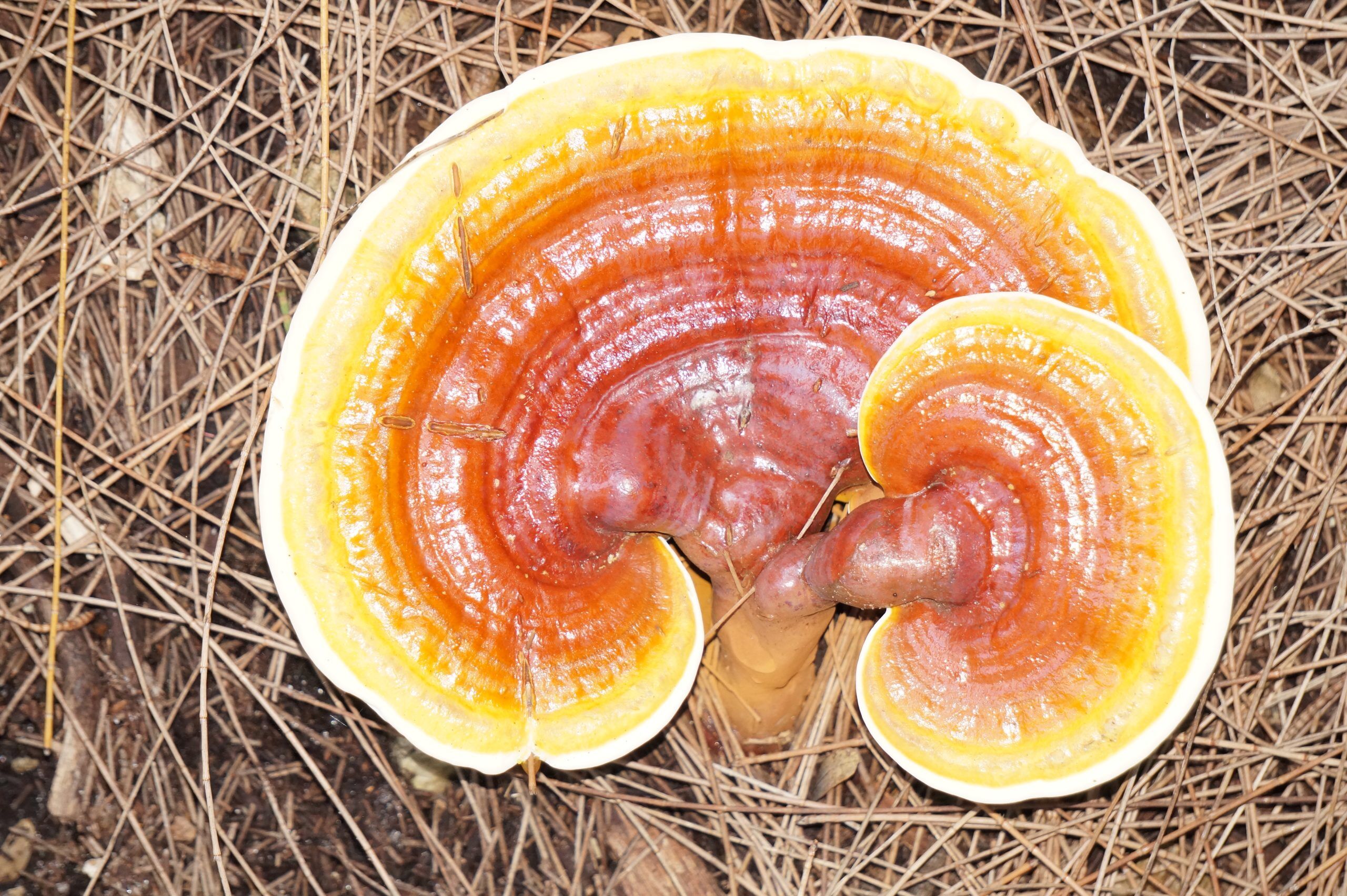 Reishi Liquid Culture (Ganoderma lucidium)