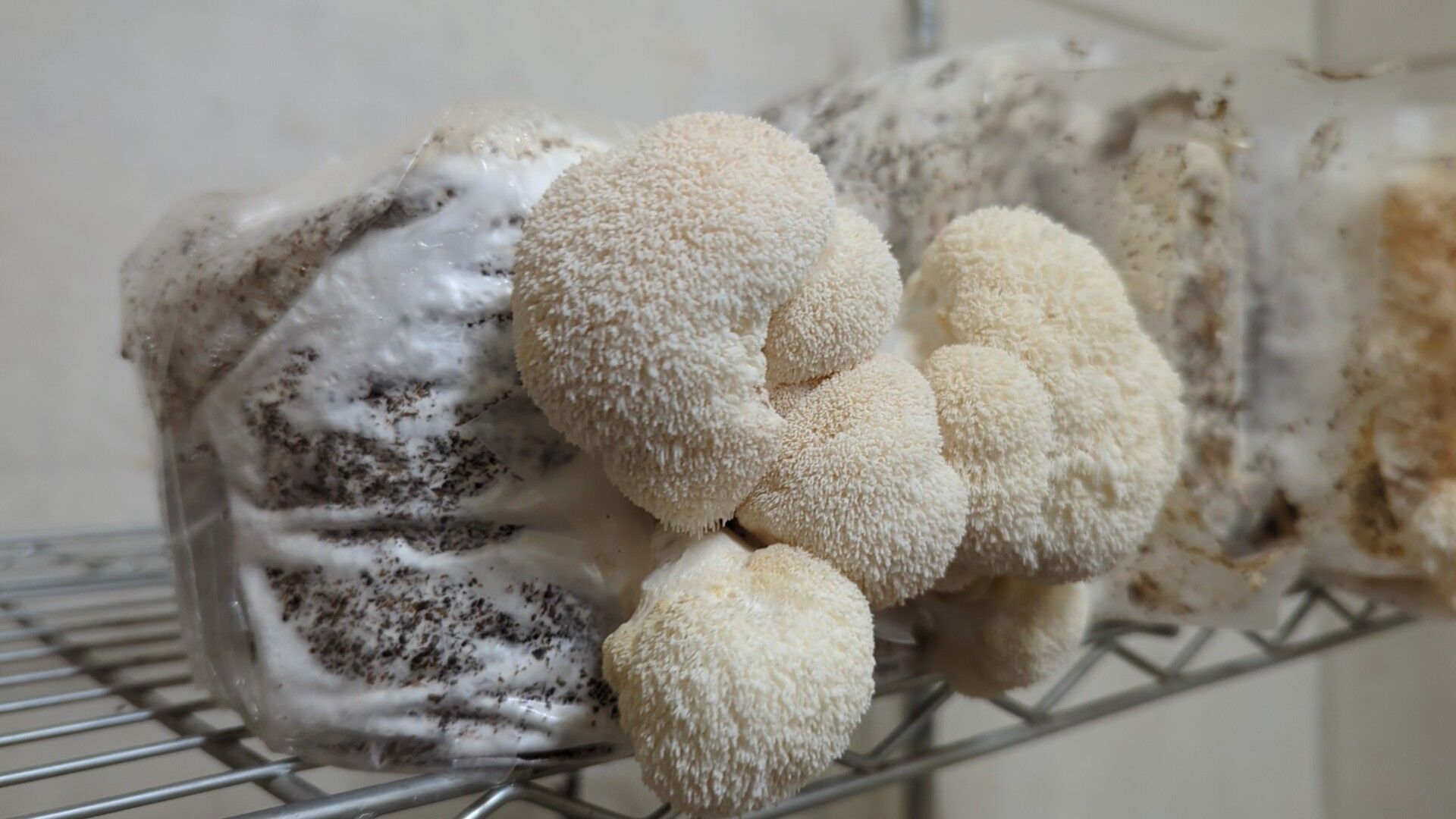 Master's Mix For Wood Loving Species - 3 lbs bags, injection port - Image 2